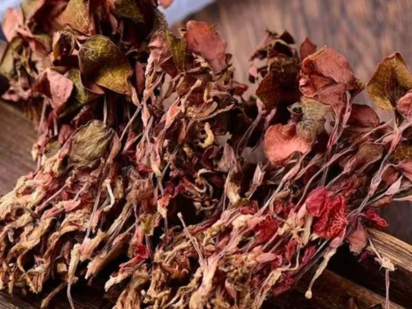 Suszony susz Anoectochilus Roxburghii najwyższej klasy pojawia się na rynkach specjalistycznych