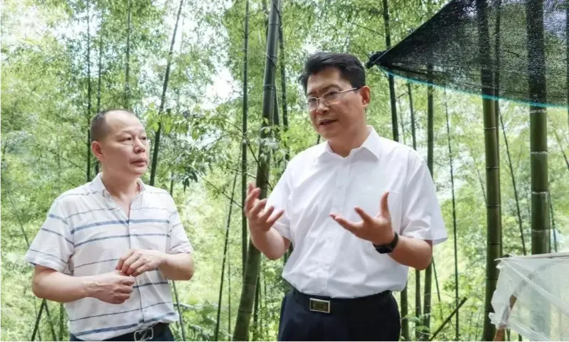 Liu Shuo, sekretarz Komitetu Partii Miejskiej w Pingxiang, przeprowadza inspekcję bazy sadzenia Anoectochilus