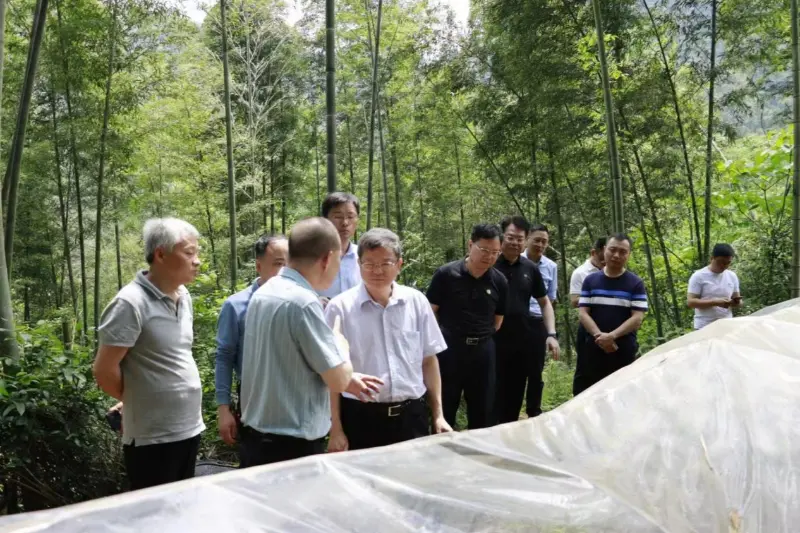 Liu Shuren, dyrektor Departamentu Rozwoju i Reform Krajowej Administracji Leśnictwa i Użytków Zielonych, bada bazę nasadzeń Anxin Shibawan Anoectochilus