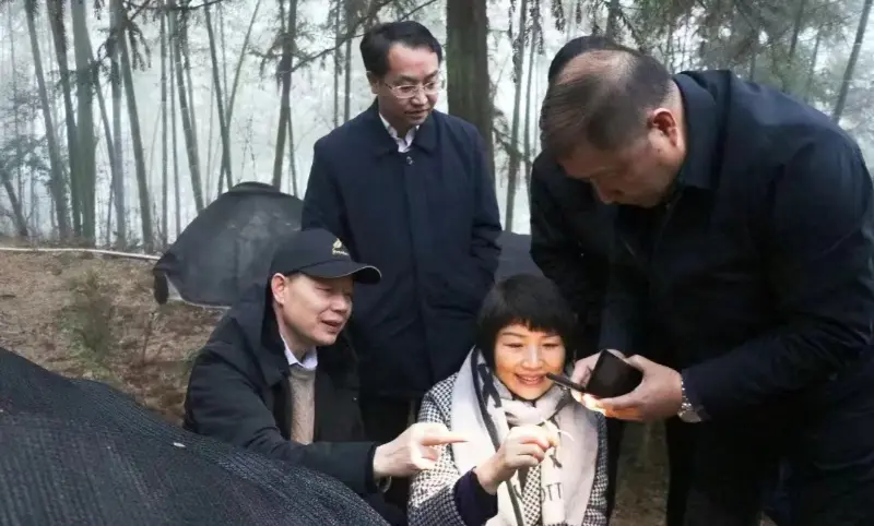 Lu Xiaoqing, były przewodniczący Jiangzhong Pharmaceutical i obecny członek Stałego Komitetu Komitetu Partii Prowincji Jiangxi oraz dyrektor Departamentu Reklamy, sprawdza naszą bazę nasadzeń