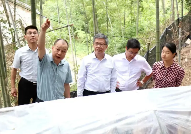 Liu Hongning, dziekan Instytutu Zaawansowanych Badań Uniwersytetu Tradycyjnej Medycyny Chińskiej w Jiangxi i były sekretarz partii uniwersytetu, kieruje prowincjonalną grupą ekspertów ds. kompleksowej reformy tradycyjnej medycyny chińskiej w Jiangxi w celu prowadzenia badań w naszej bazie Anoectochilus Liu Hongning, dziekan Instytutu Zaawansowanych Badań Uniwersytetu Tradycyjnej Medycyny Chińskiej w Jiangxi i były sekretarz partii uniwersytetu, kieruje prowincjonalną grupą ekspertów ds. kompleksowej reformy tradycyjnej medycyny chińskiej w Jiangxi w celu prowadzenia badań w naszej bazie Anoectochilus