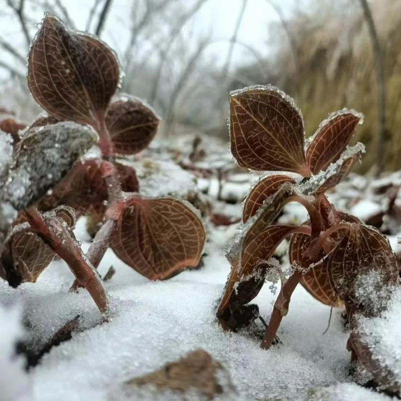 Ekologicznie uprawiane suszone premium Anoectochilus Roxburghii